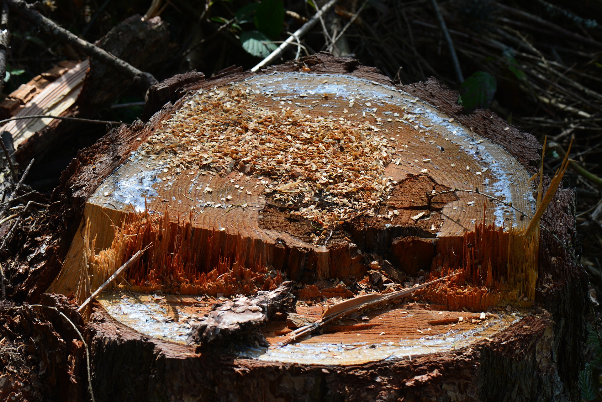 tree-stump-1421428_1920 Wurzel fräsen / entfernen - Allroundservice Grahmann